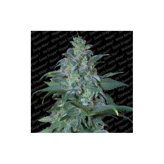 Magic Bud 1