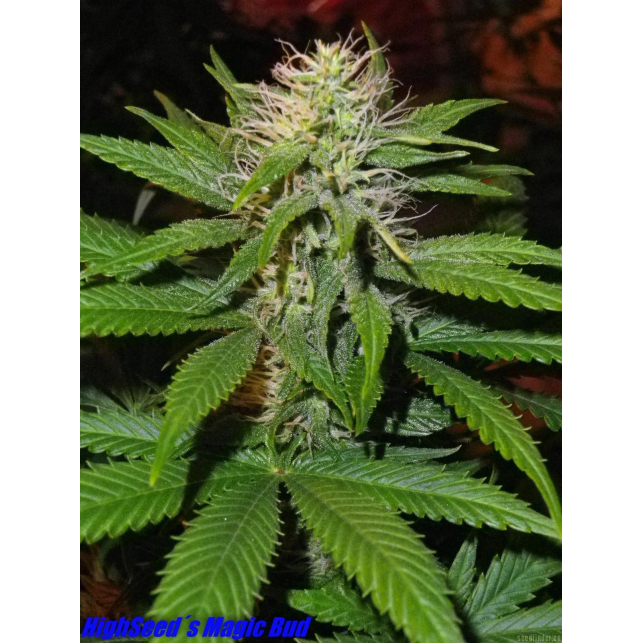 Magic Bud 1