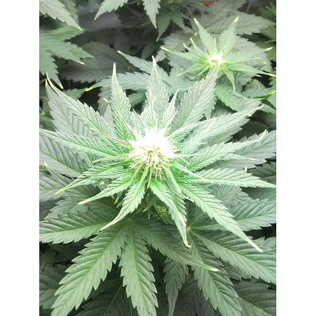 Vertigo - Paradise Seeds