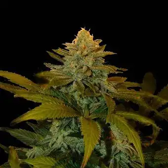 Zuri Widow - Genehtik