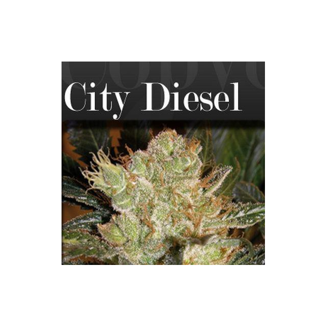 City Diesel City Diesel