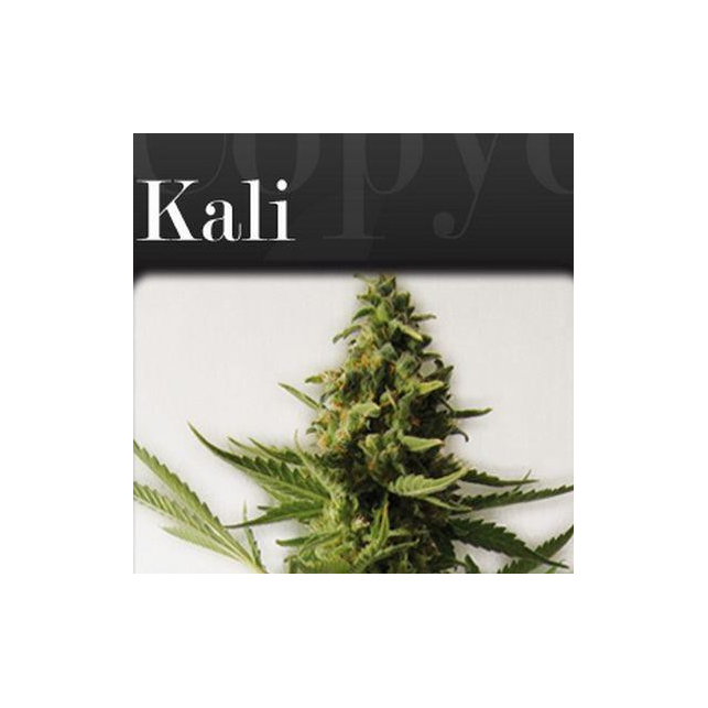 Kali Copy Cat Kali Copy Cat