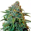 Critical Seed Maker Critical Seed Maker
