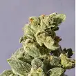 Gnomo Auto - Kannabia