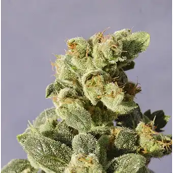 Gnomo Auto - Kannabia