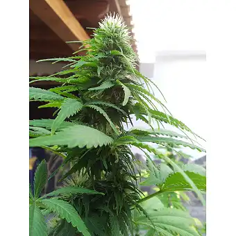White Rhino Green House
