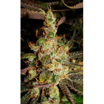 Super Silver Haze Green House