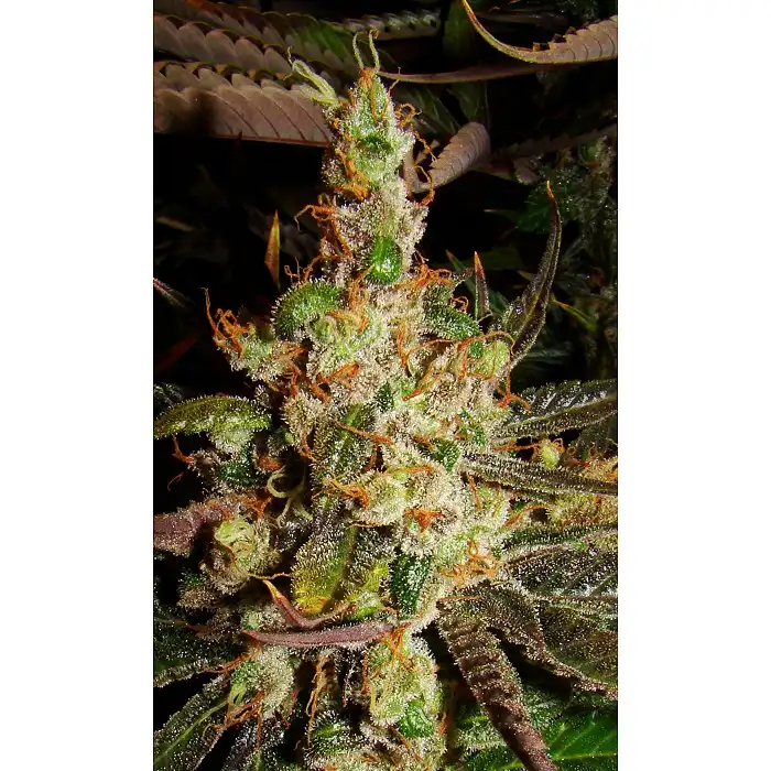 Super Silver Haze - Green House