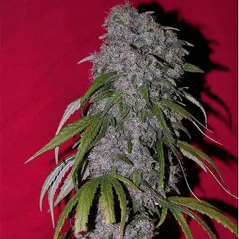 Neville's Haze - Green House