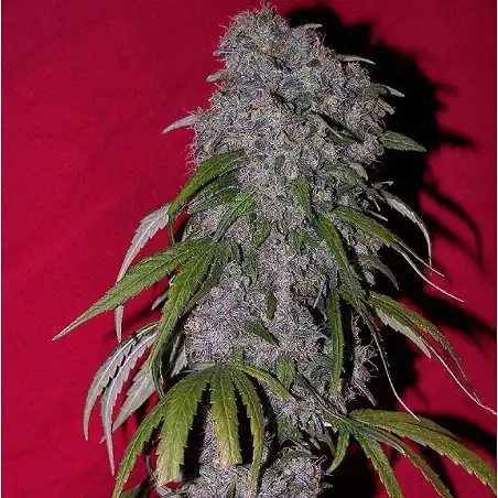 Neville's Haze - Green House