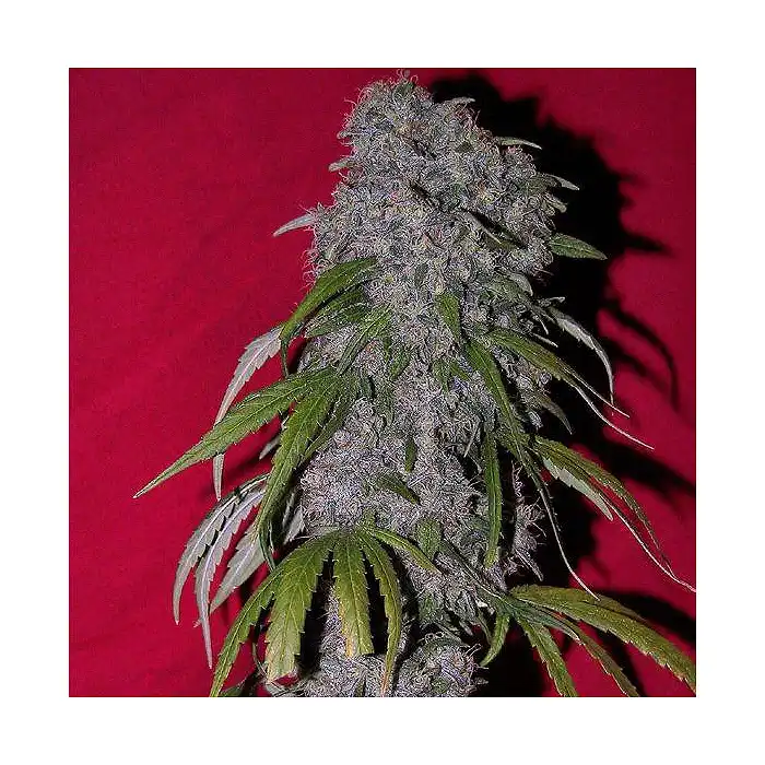 Neville's Haze - Green House