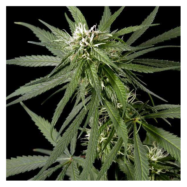 Neville's Haze - Green House