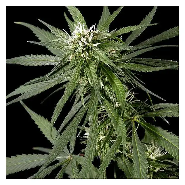 Neville's Haze 1 - Green House