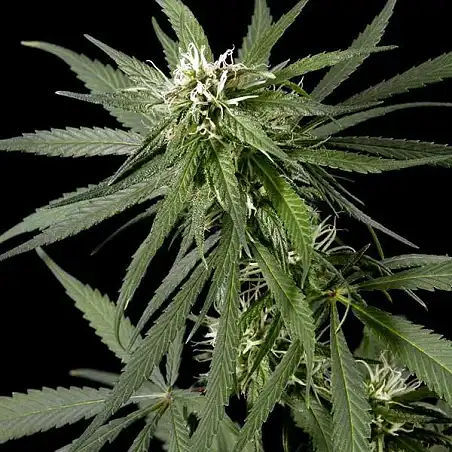 Neville's Haze 1 - Green House