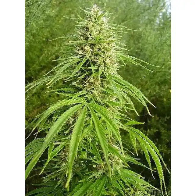 Arjan's Haze 3 - Green House