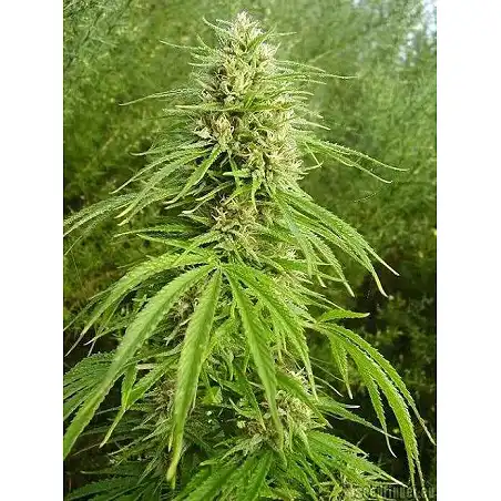 Arjan's Haze 3 - Green House