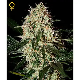 Arjan's Haze 3 1 - Green House