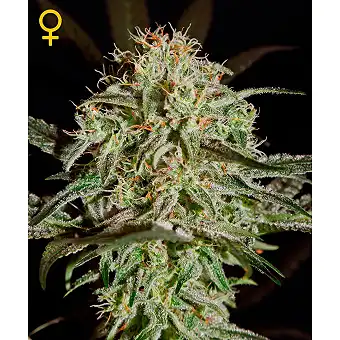 ams-green-house - Green House