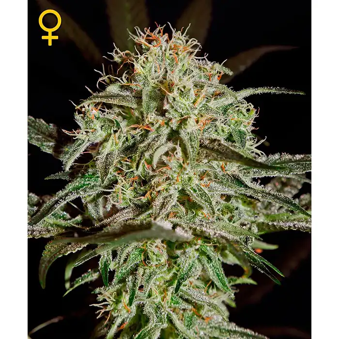 ams-green-house - Green House