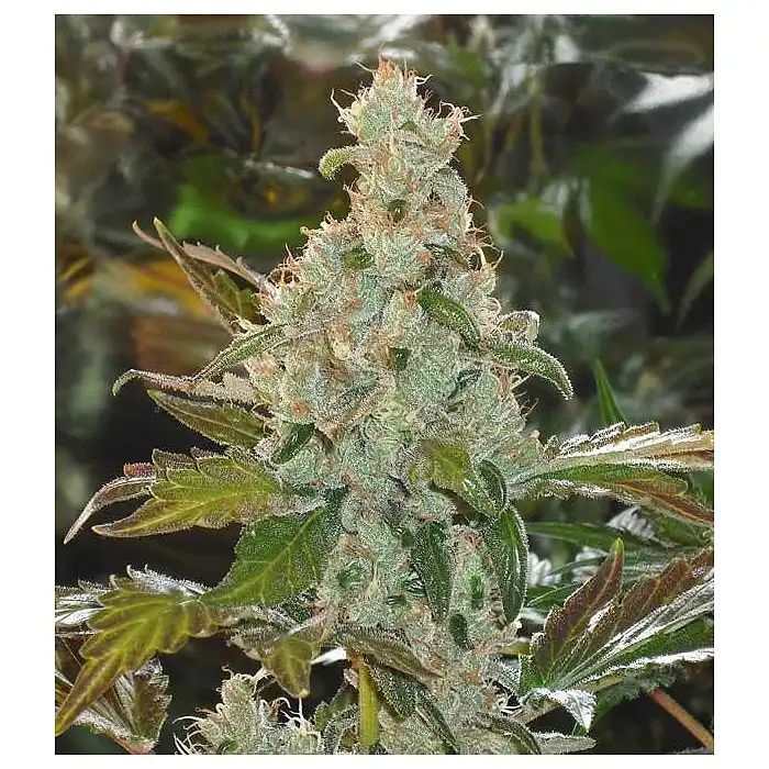 Cheese - Green House