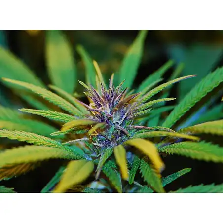 Trainwreck - Green House