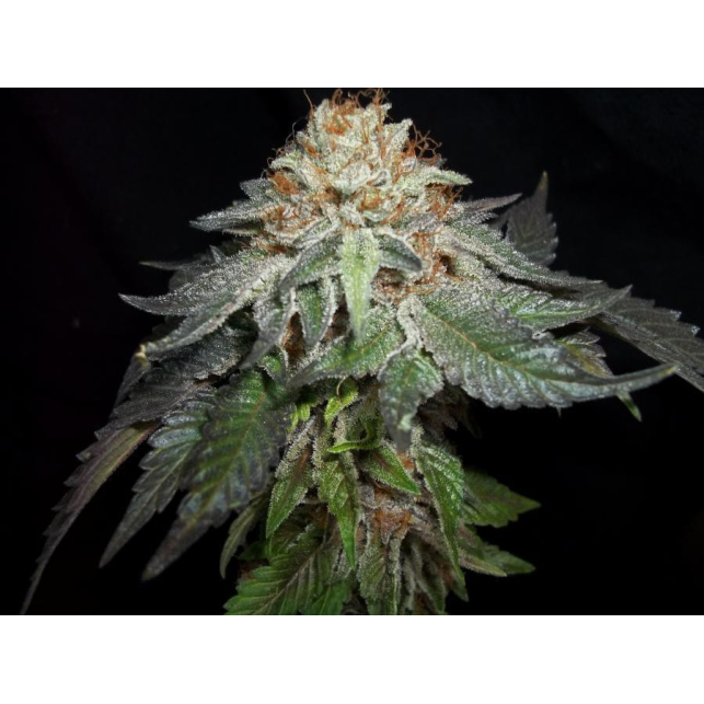 Kaia Kush Green House