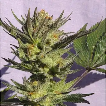 Gypsy Kush / Faraona - Kannabia