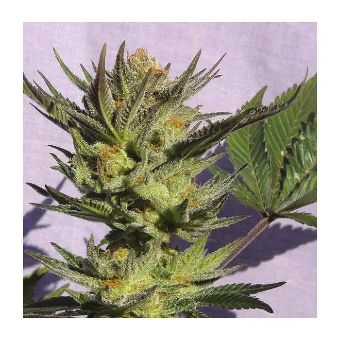 Gypsy Kush / Faraona - Kannabia