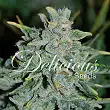 Northern Light Blue Auto - Delicious Seeds Northern Light Blue Auto - Delicious Seeds