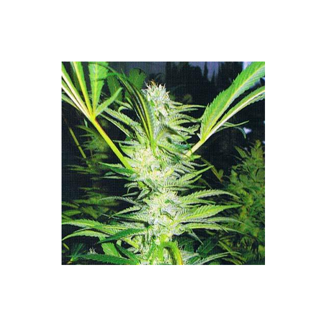 White Willow