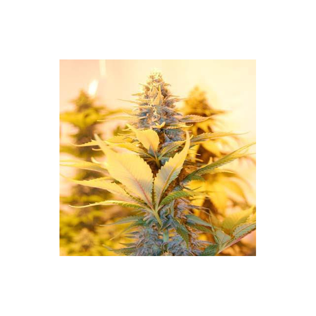 Rock Bud