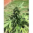 Auto Purple - Pyramid Seeds Auto Purple - Pyramid Seeds