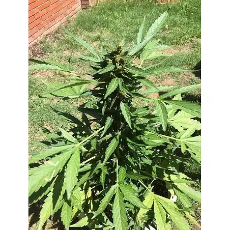 Auto Purple - Pyramid Seeds
