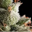 Super Hash Auto 3 - Pyramid Seeds