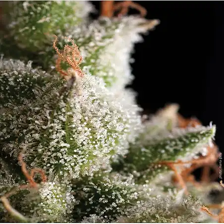 Super Hash Auto 3 - Pyramid Seeds