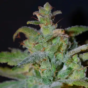 Auto AK Female Seeds