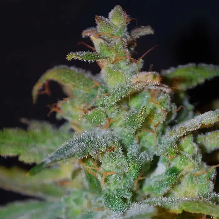 Auto AK Female Seeds