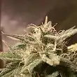 Auto Bubble - Female Seeds