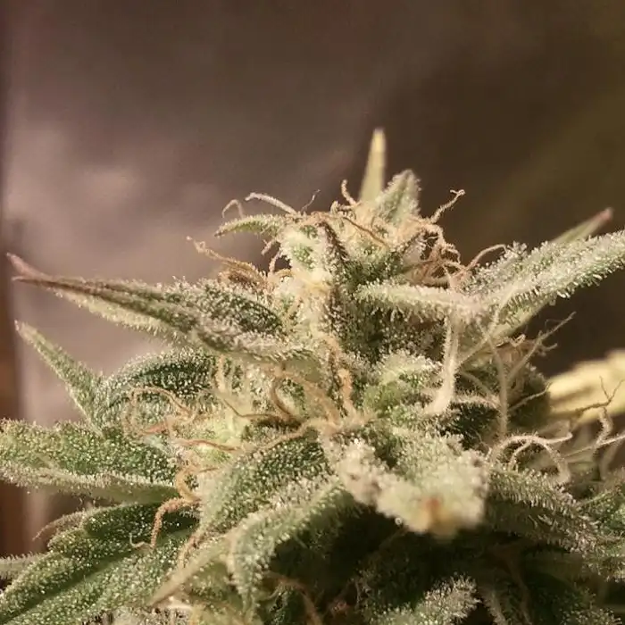 Auto Bubble - Female Seeds