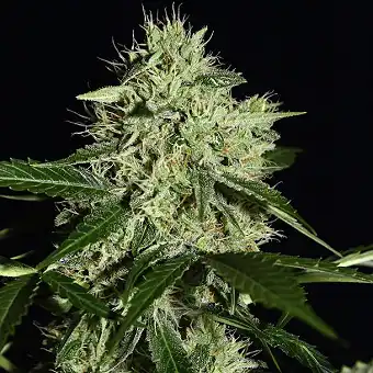 Auto NL - Female Seeds