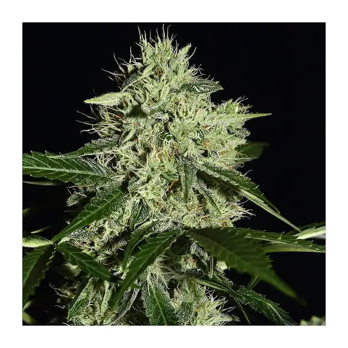 Auto NL - Female Seeds