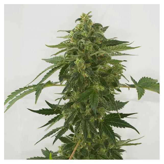 Auto Haze Female Seeds