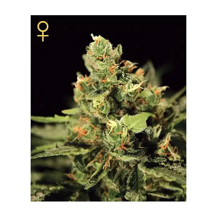 kalashnikova Auto 1 - Green House