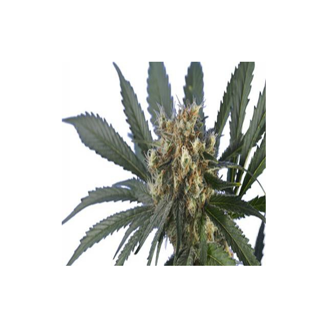 Spider-Skunk