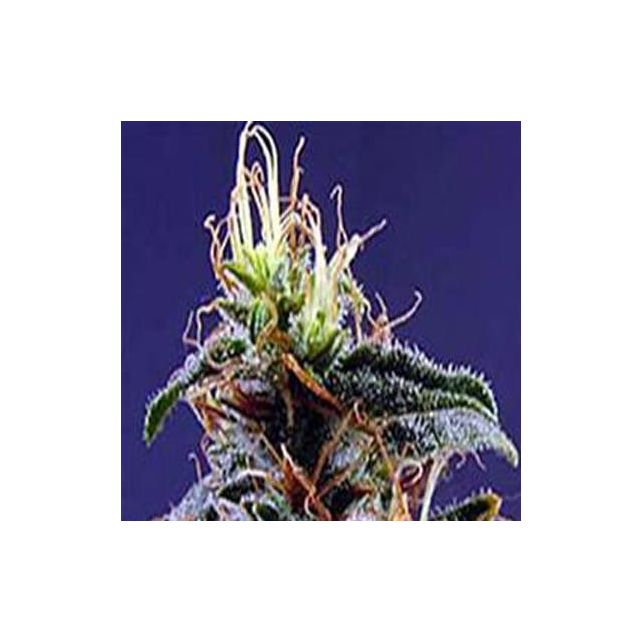 Ac Diesel