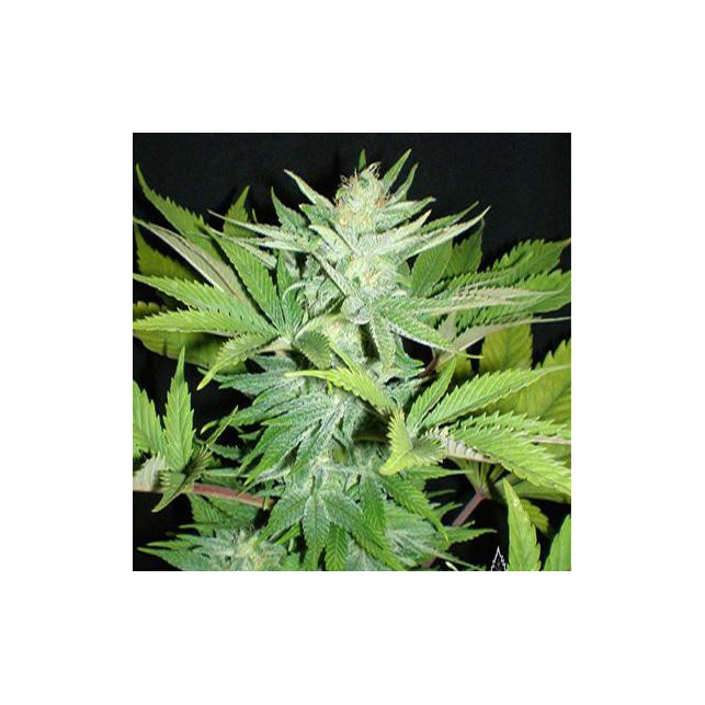 Homegrown Lowryder