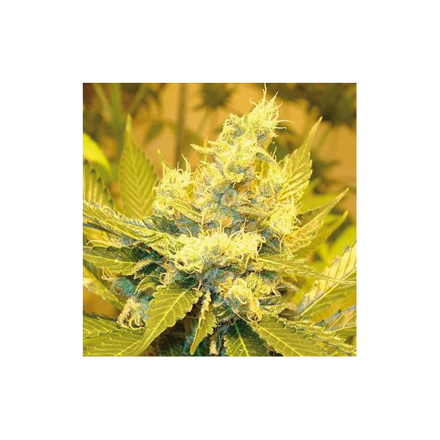 Jack Herer Homegrown Fantaseeds