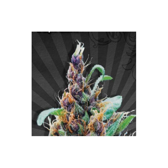 Purple Cheese