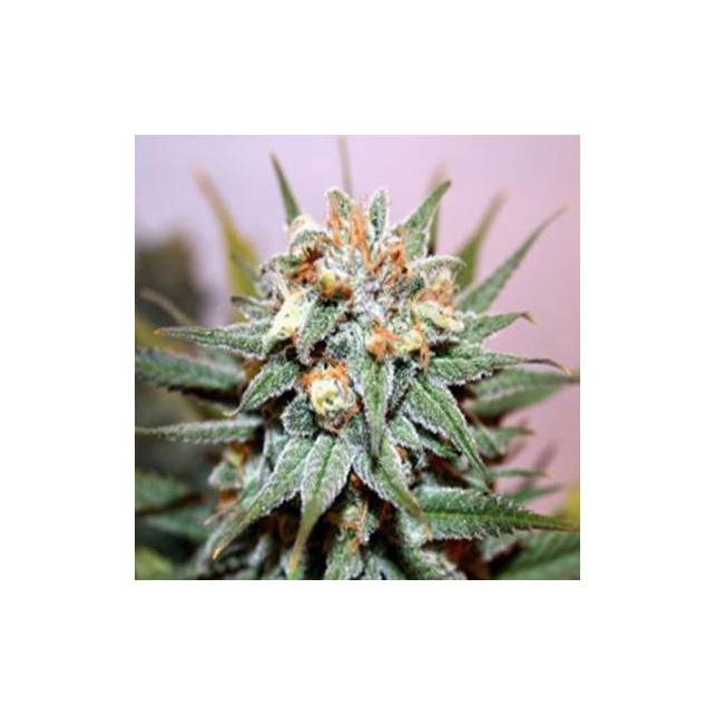 Hash Bomb Bomb Seeds Feminized