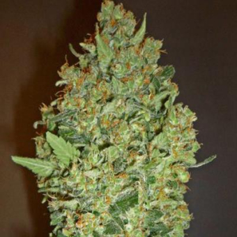 Cheese Berry